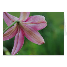 Pink lilly greeting card