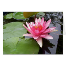 Pink Lilly in Pond Cards