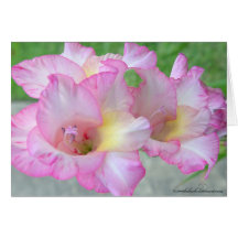 pink lilly_paint dabs cards