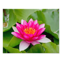 Pink Lilly Photo Print
