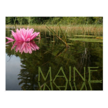 Pink Lilly Postcard