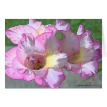 pink lilly_smug stick card
