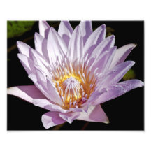Pink Lily Bloom Photo Art
