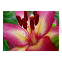 Pink Lily Card