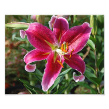 Pink Lily Flower Photo