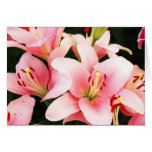 Pink lily flowers greeting card
