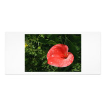 Pink lily full color rack card