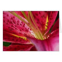 Pink Lily Greeting Card