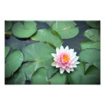 Pink Lily Pad Flower on Pond Photographic Print photography