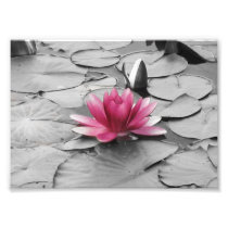 Pink lily pad flower