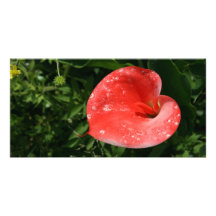 Pink lily photo cards