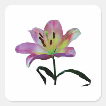 Pink Lily Square Sticker