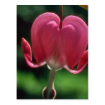 Pink Lonely heart flowers Post Card