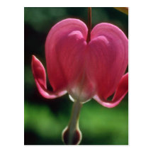 Pink Lonely heart flowers Post Card