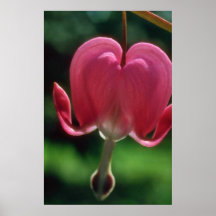 Pink Lonely heart flowers Print