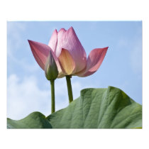 Pink Lotus 20" x 16" Photo Print