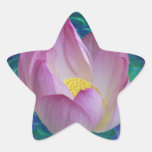 Pink lotus flower and meaning star sticker