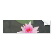 Pink Lotus Flower