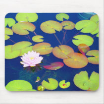 Pink Lotus Flower floating with lily pads on pond