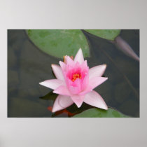 Pink Lotus Flower