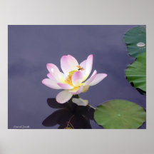 Pink Lotus with Dragon Fly Posters