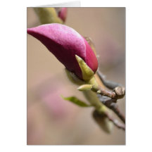 Pink Magnolia Blossom Cards