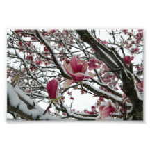 Pink Magnolia Tree After a Spring Snow Print Photo Print