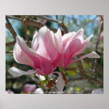 Pink Magnolias Flower Photography Poster Print