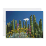 Pink Many plants, Sonoran Desert, Arizona flowers invitations