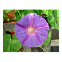 Pink Morning Glory flower on a sunny day Postcards