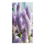 Pink Mulla Mulla Photo Card