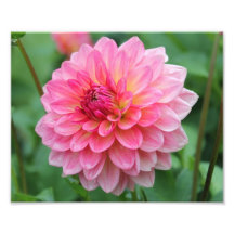 Pink multi-coloured flower photo