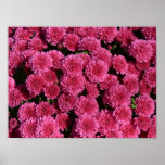pink mums-New England posters