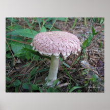 Pink Mushroom by River Posters