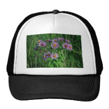 Pink New England Aster (Aster Nova-Angliae) flower Hat