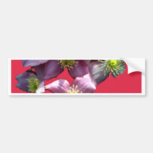 PINK ON MAGENTA BUMPER STICKER