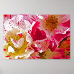 "Pink on Pink" Fine Art Print