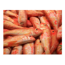 Pink/Orange Fish Postcard