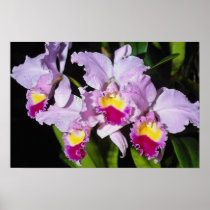 Pink Orchid cattleya trianae flowers Poster