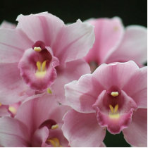 pink orchid close up photo sculpture small