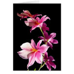 Pink Orchid. Greeting Card