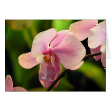 Pink Orchid Greeting Card