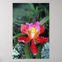 Pink Orchid, Machu Picchu flowers Print