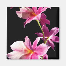 Pink Orchid. Refrigerator Magnets