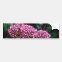 Pink Ornamental Garlic, (Allium Aflatunense) flowe bumper stickers