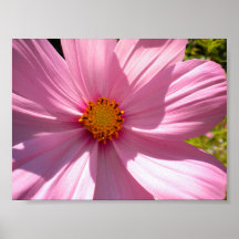pink overload posters
