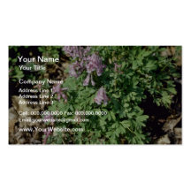Pink Pale Corydalis (Corydalis Sempervierens) flow Business Cards