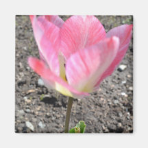 Pink Pastel Tulip Magnets