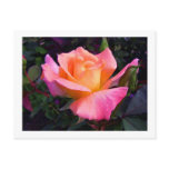 Pink Peach and Yellow Rose postcard
