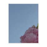 Pink Peek Post Card